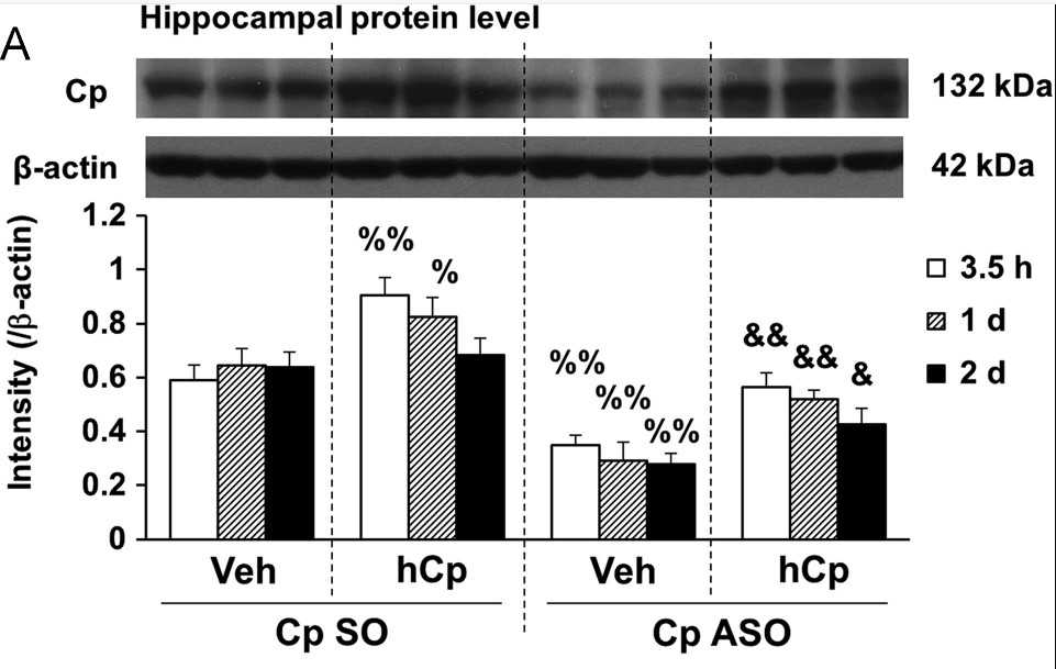 Hippocampal protein level of Cp after peripheral hCp administration.jpg